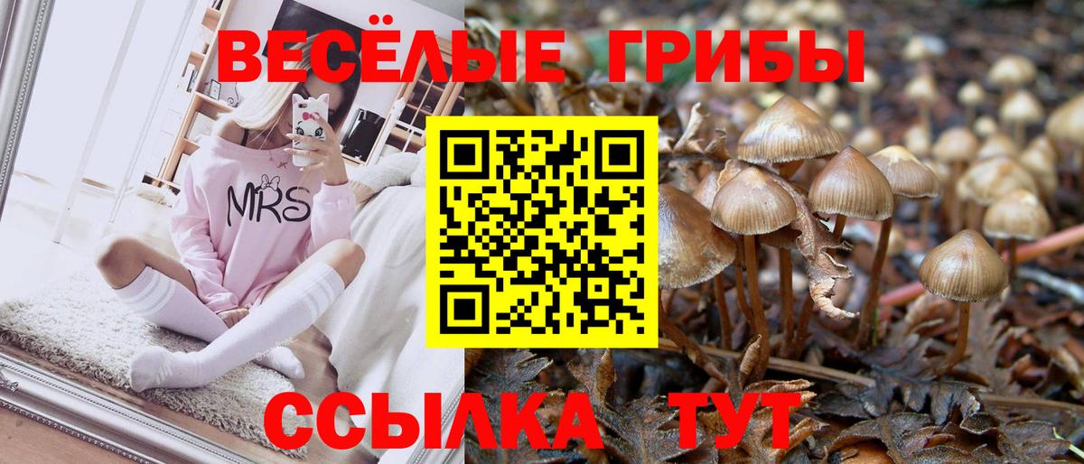 Псилоцибиновые грибы Cubensis Нурлат